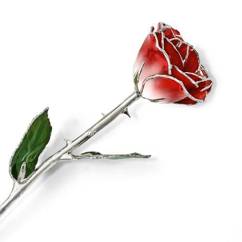 Picture of Platinum Red White Rose